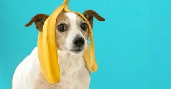 Can Dogs Have Bananas? A Pet Owner's Guide to Safe (and Toxic) Fruits