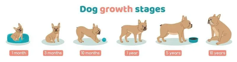 When Do Dogs Stop Growing