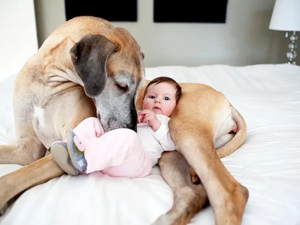 When parents are not around, a martial arts dog takes on the role of a watchful big brother for a newborn. 