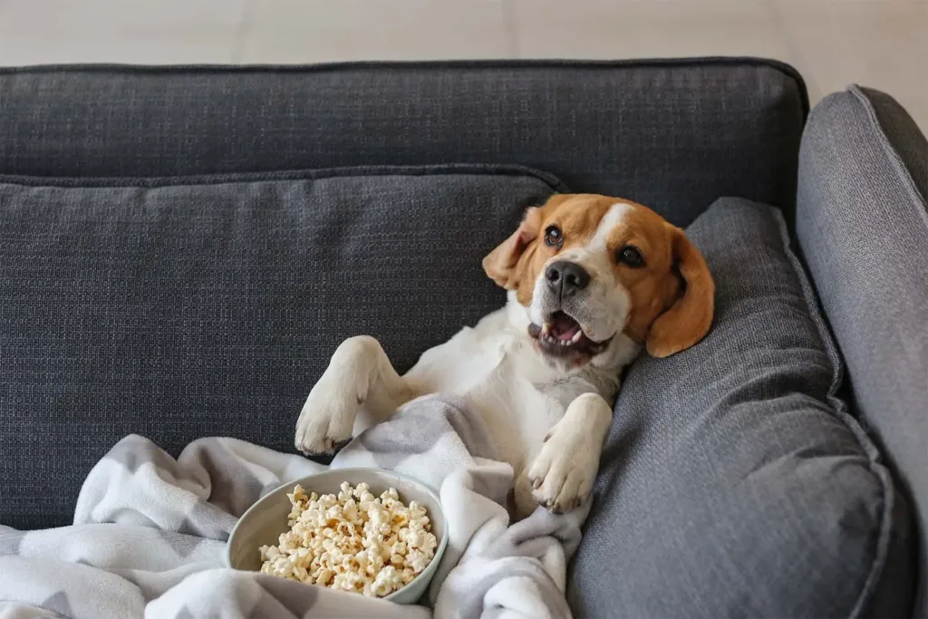 Is Popcorn Bad for Dogs? What You Need to Know