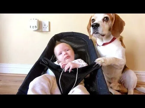 When parents are not around, a martial arts dog takes on the role of a watchful big brother for a newborn. 