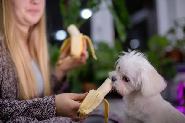 Can Dogs Have Bananas? A Pet Owner's Guide to Safe (and Toxic) Fruits