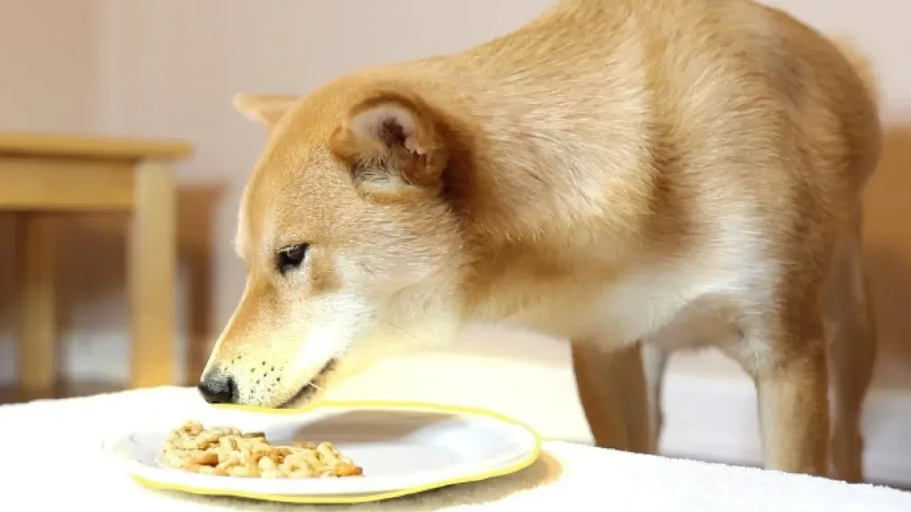 Can Dogs Eat Animal Crackers?