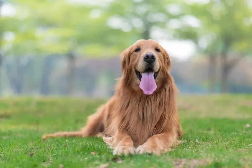 How to Keep Your Dog's Joints Healthy